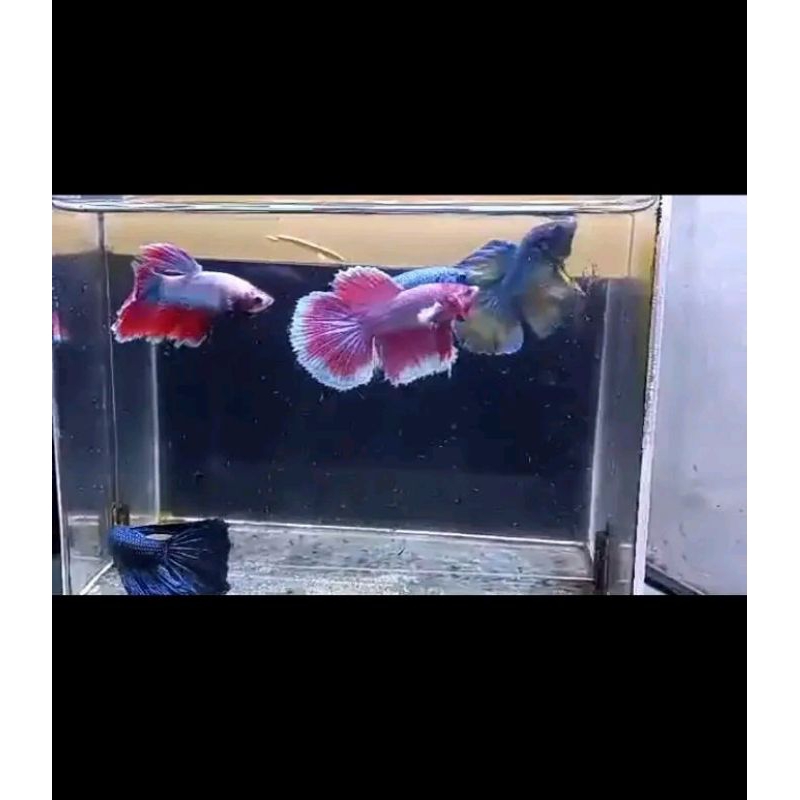 Trophy Hiasan Cupang hm Maskot