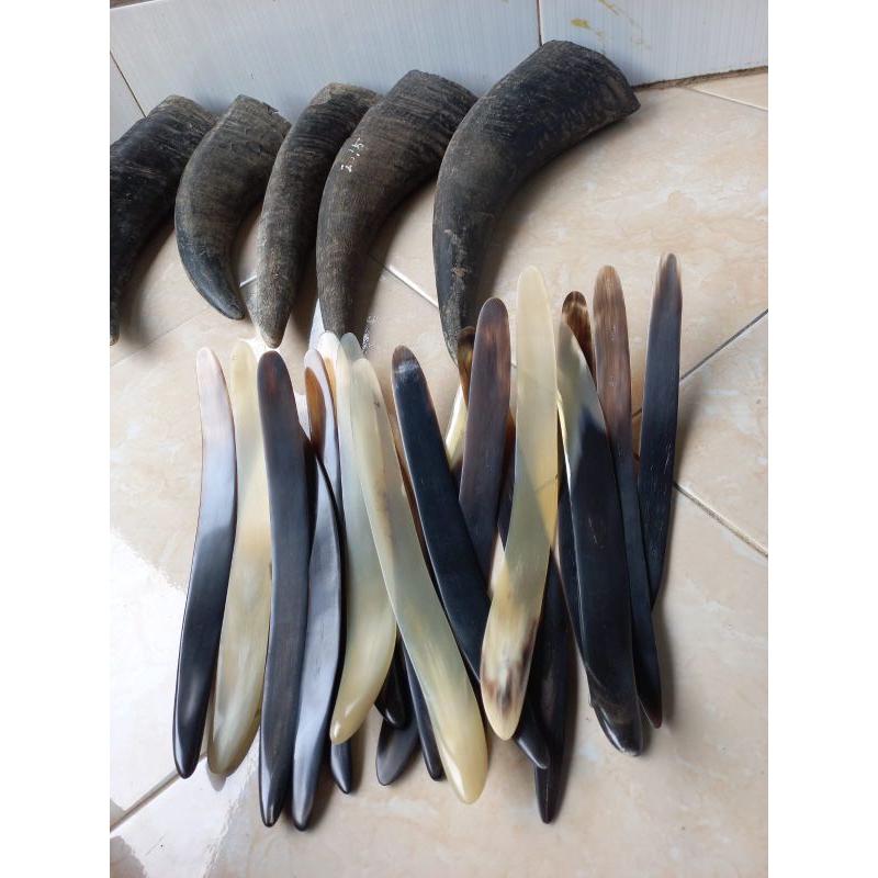 PISAU TANDUK KELAPA MUDA THAILAND