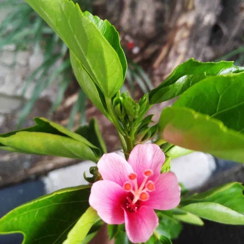 Bibit Bunga Sepatu Mikro Pink / Kembang Sepatu Mikro Pink