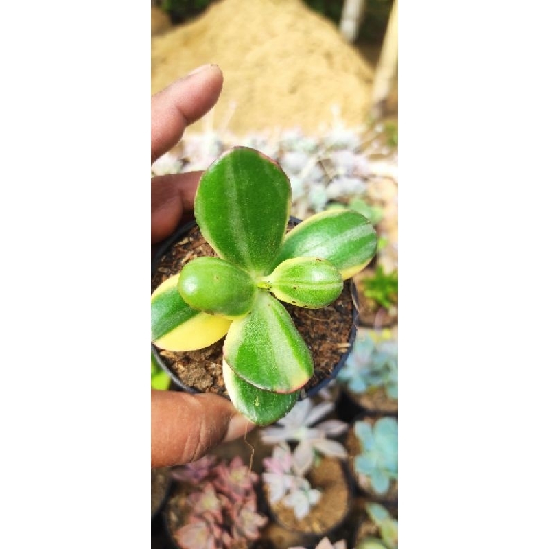 Jade plant varigata