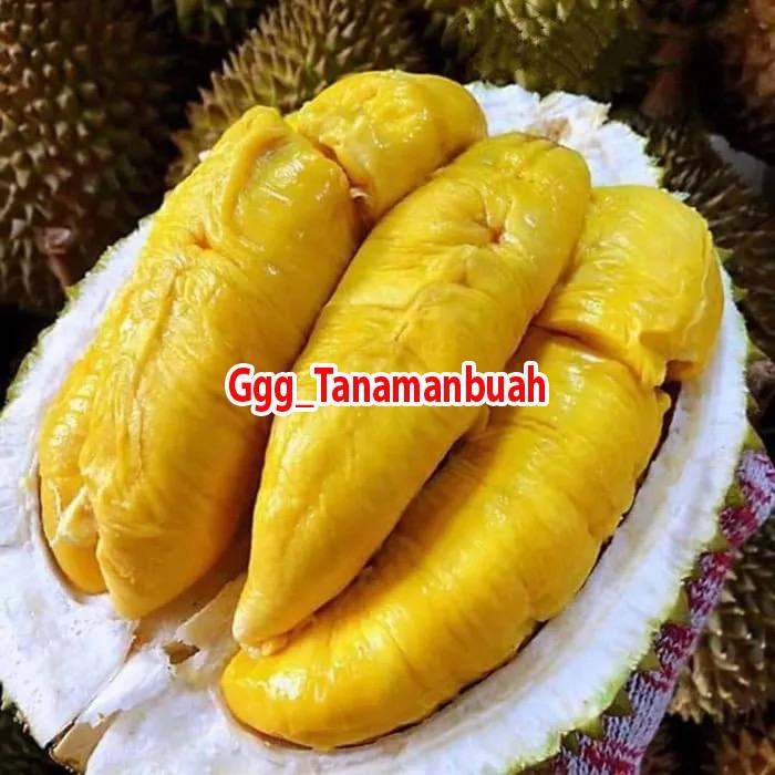 Bibit Durian Monthong Unggul Hasil Okulasi Cepat Berbuah