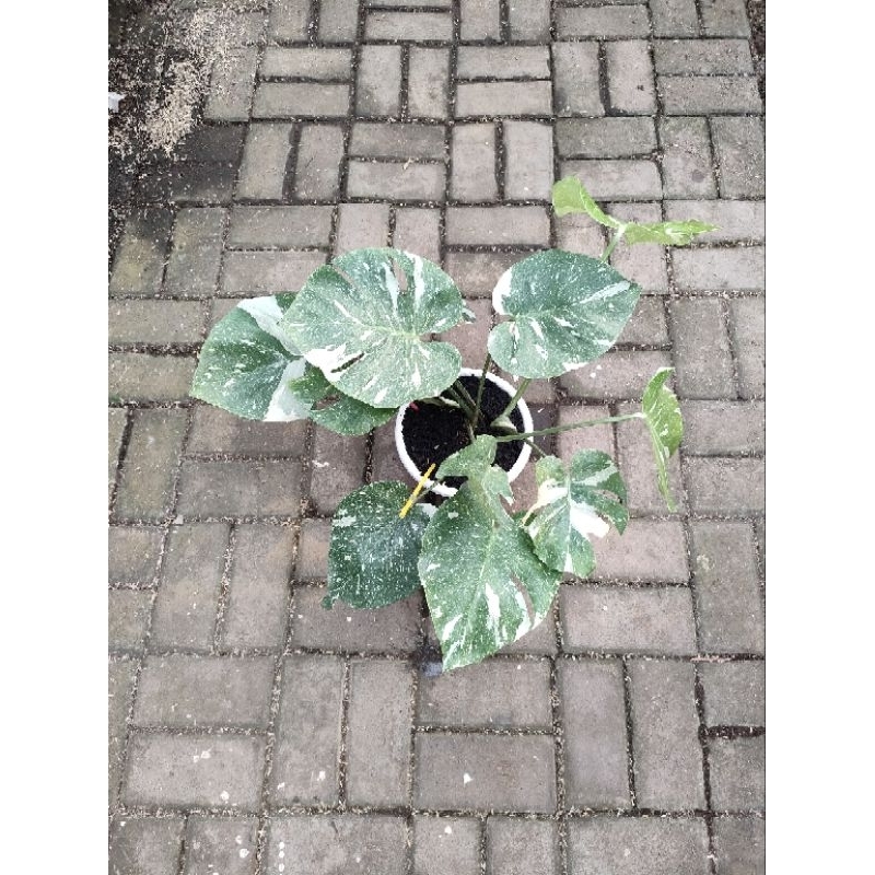 Monstera Monthai japan lab