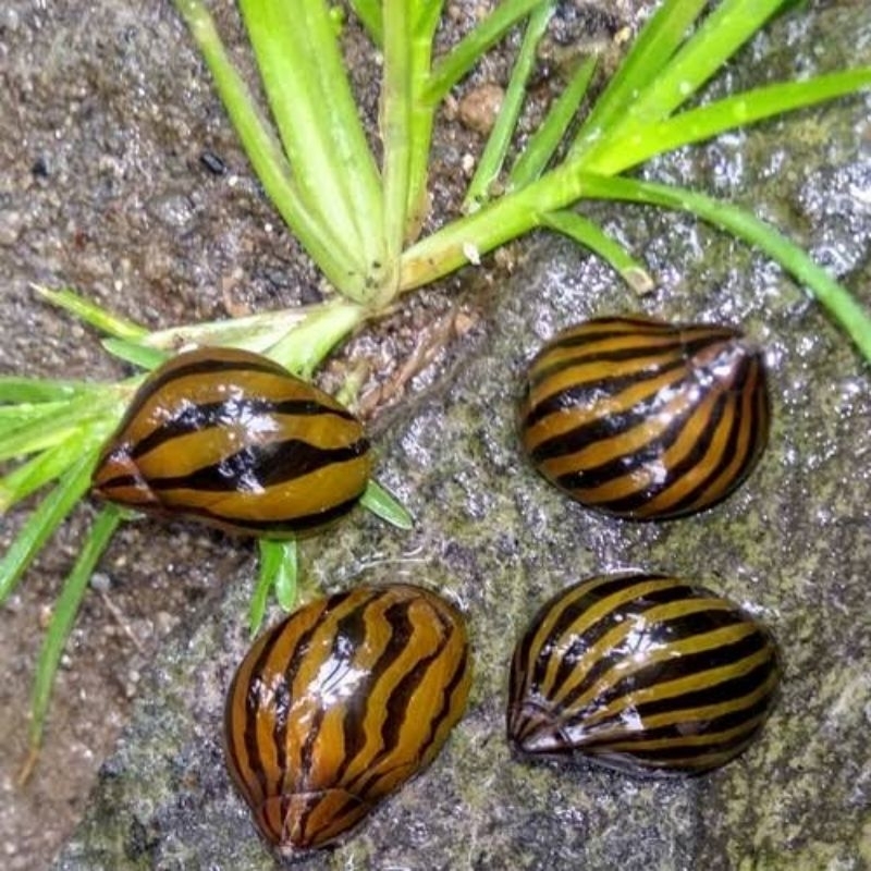 keong turbo. pembersih aquarium/aquascepe