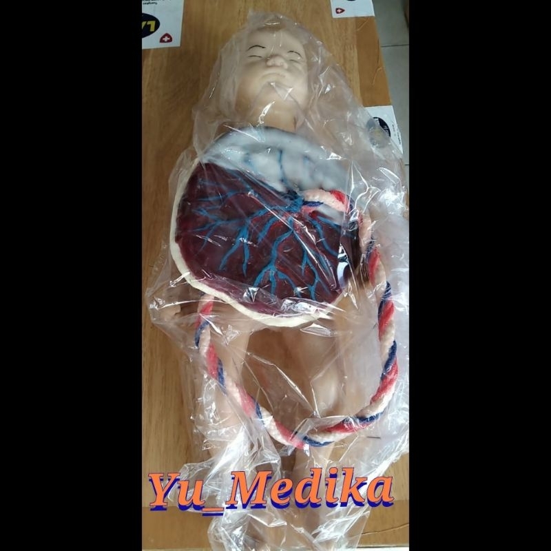 Bayi Placenta Silicone |Alat Peraga|Anatomi|Phantom|Manikin
