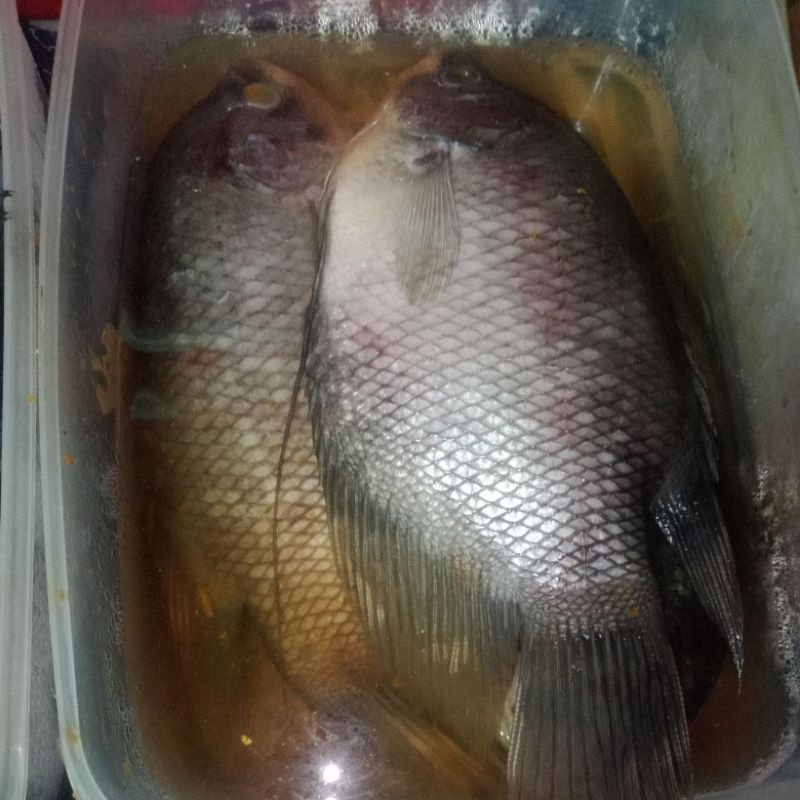 

Ikan Gurame 1Kg