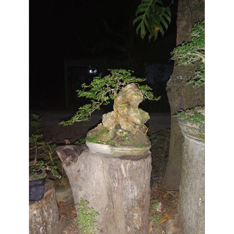bahan bonsai kawista batu otr/on the rock, diatas batu, mencengkram batu , bentang 47cm, tinggi 34cm