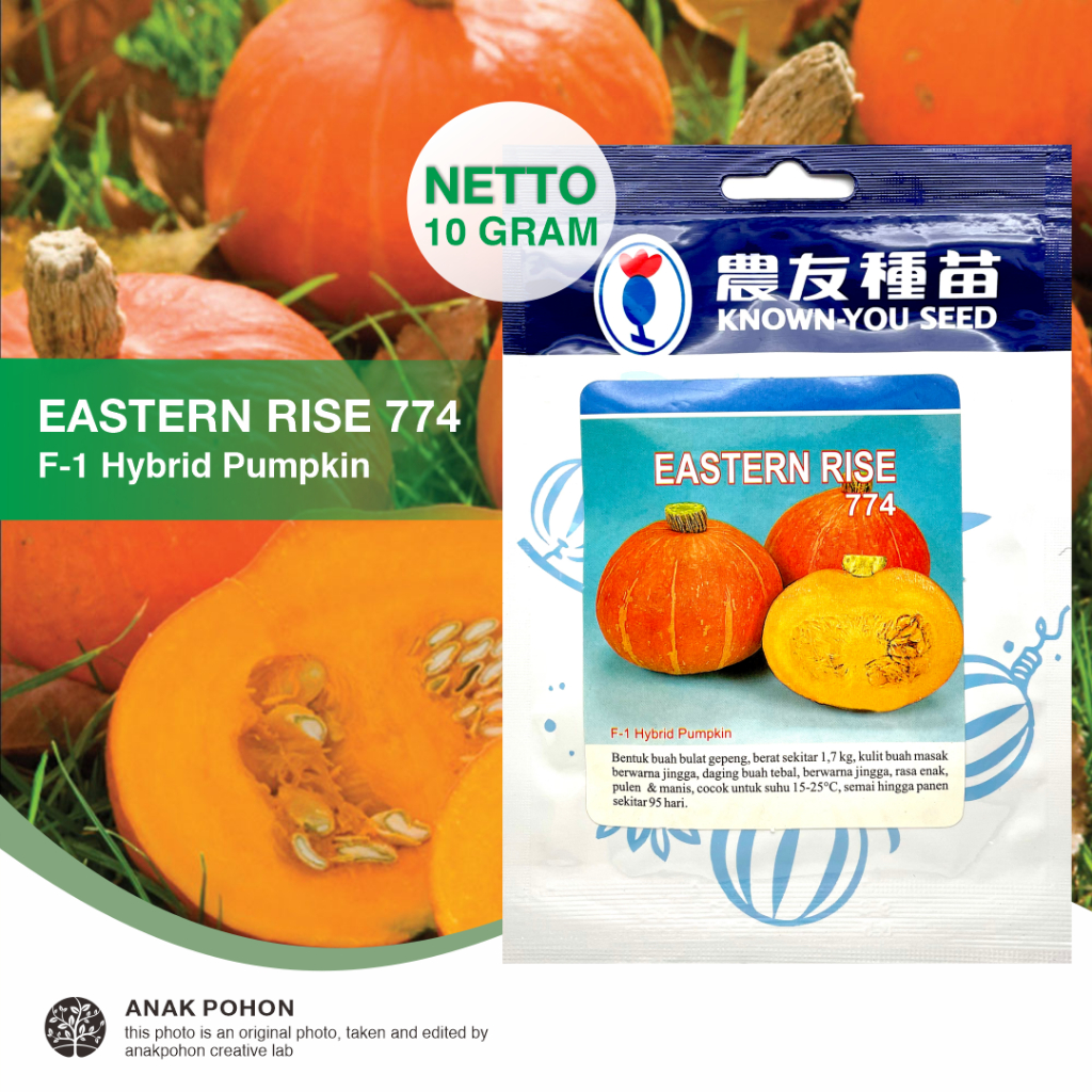 (1 PACK) Benih Labu Kabocha Orange EASTERN RISE 774 Hibrida F1 Squash Pumpkin Seeds - Known You Seed KYS - 10 GRAM