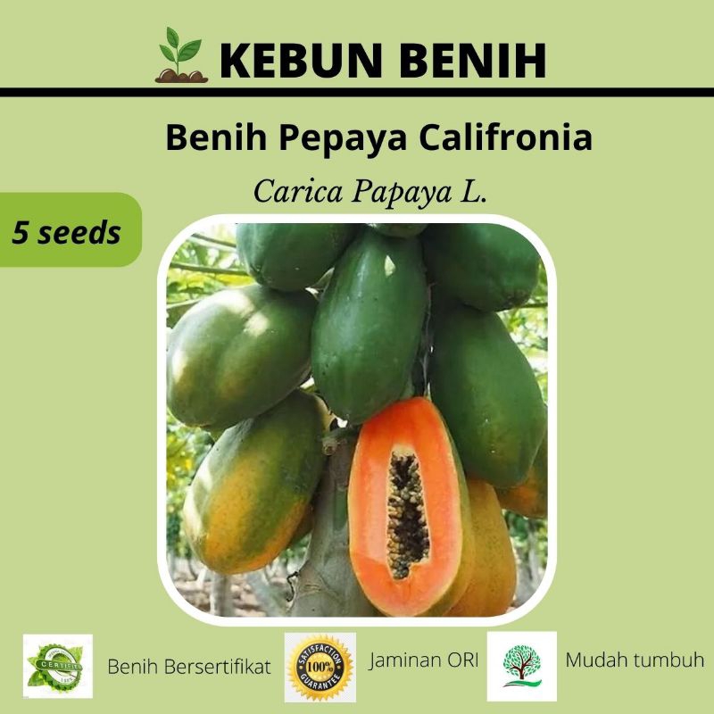 Benih pepaya California,, benih pepaya kualitas unggul