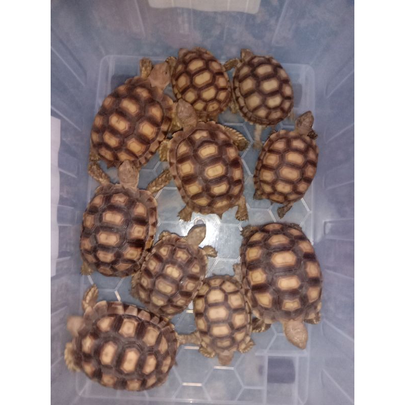 replika sulcata 9-10cm