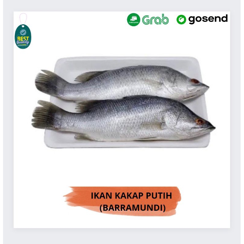 

Ikan Kakap Putih (Barramundi) - 1000gr