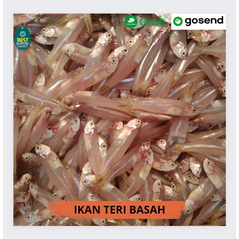 

Ikan Teri Basah Segar - 1000gr