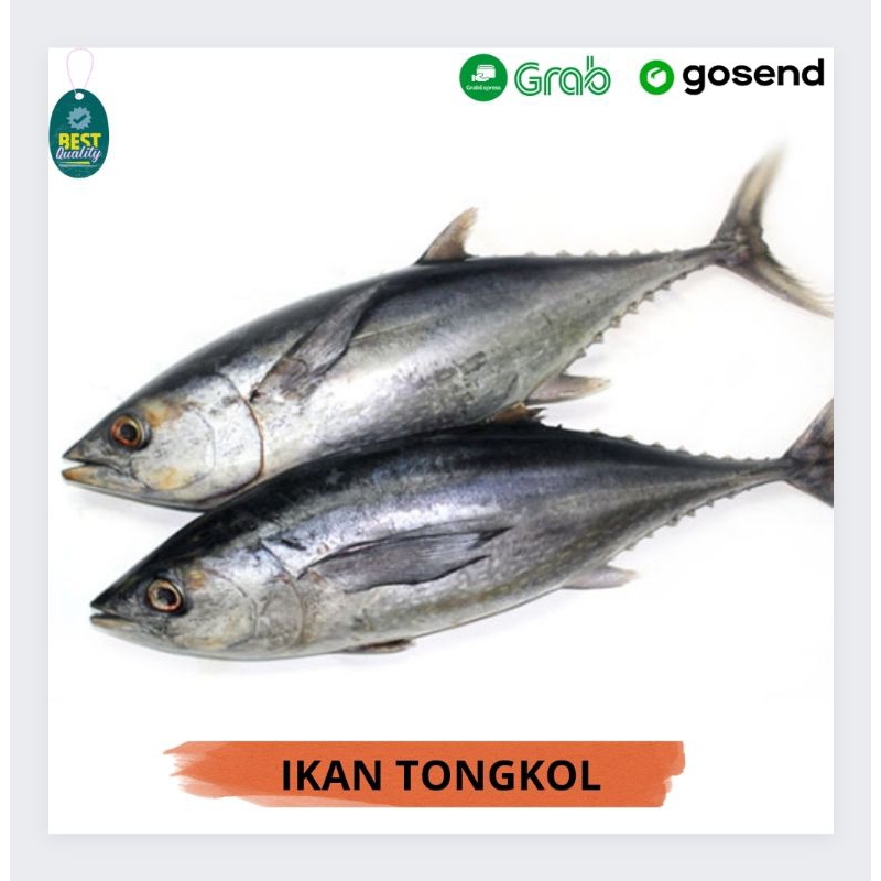 

Ikan Tongkol Segar - 1000gr