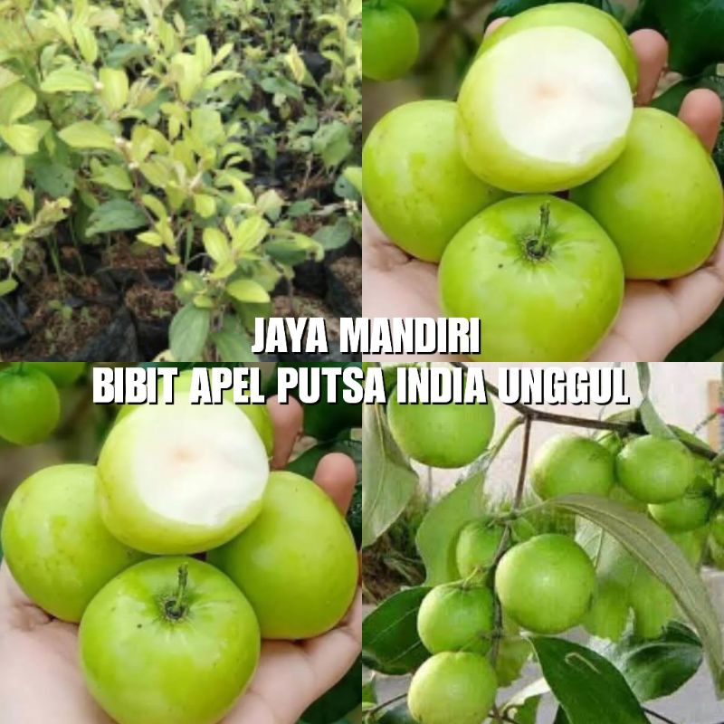 BIBIT APEL PUTSA SUPER (APEL INDIA HIJAU) APEL FUTSAL