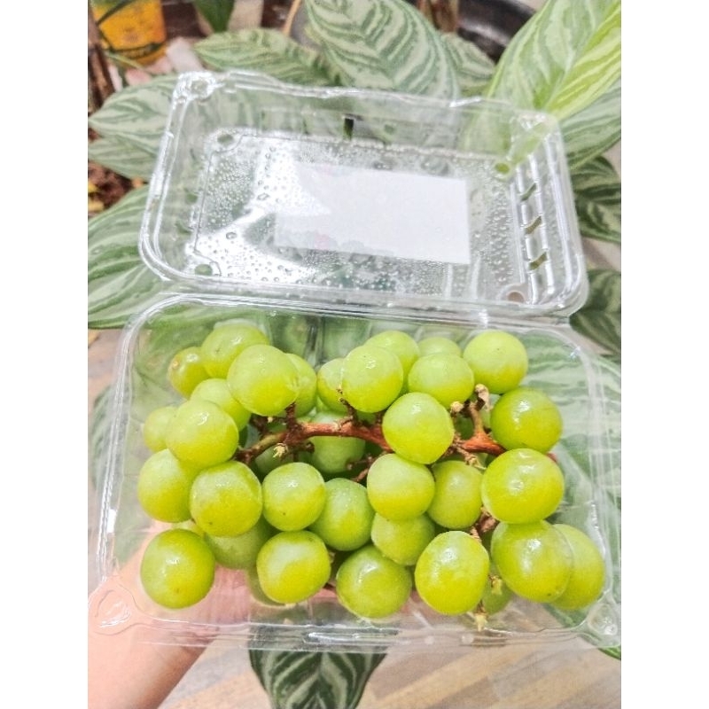 

ANGGUR SHINE MUSCAT/ANGGUR HIJAU AUSTRALIA TANPA BIJI (SEEDLEES) 500GR