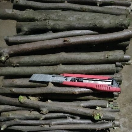 Batang stek Bougenville charry blossom/Hawai merfan/kuning/pink/merah/putih/Oren