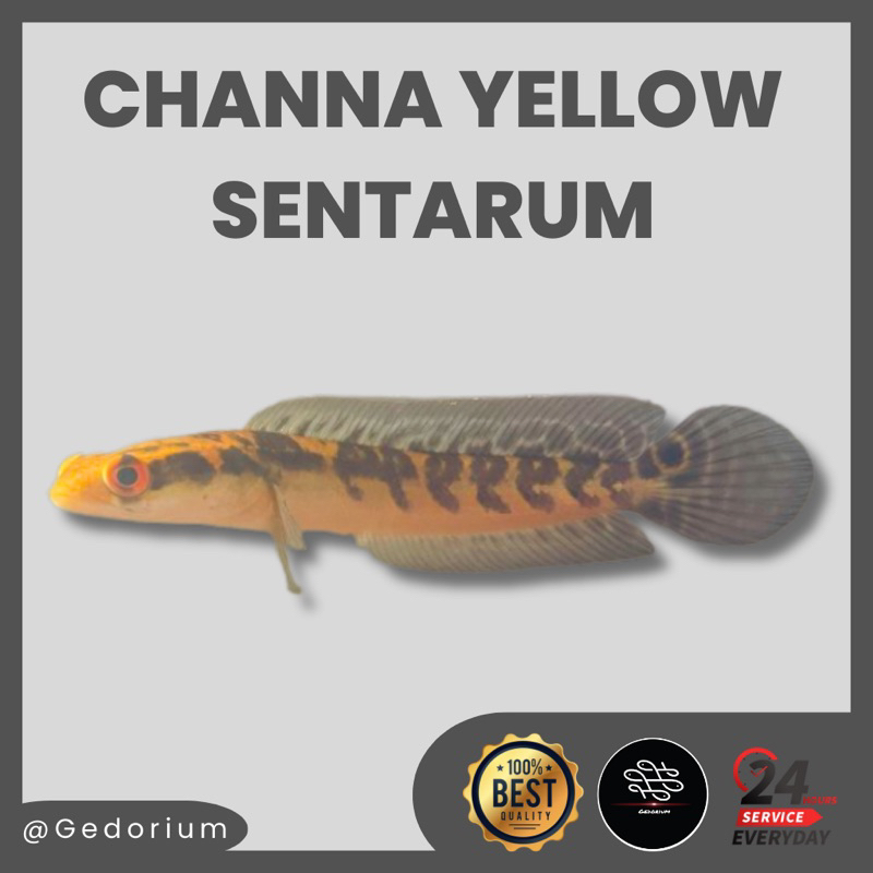 Chana YS Yellow Sentarum Simet