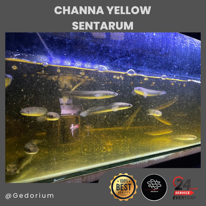 Chana YS Yellow Sentarum Simet