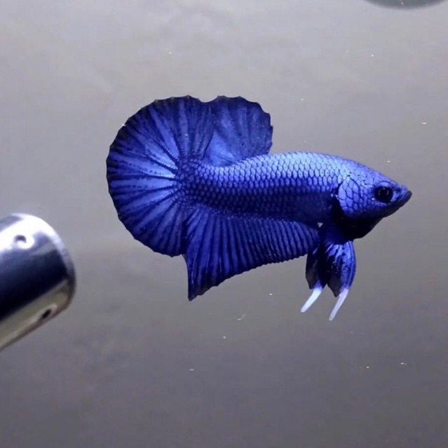 Cupang plakat royal blue bahan kontes