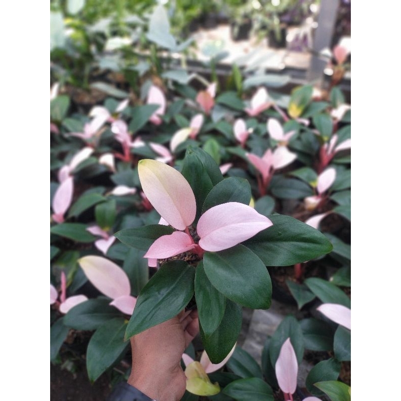 tanaman philodendron pink congo super/philodendron pink congo