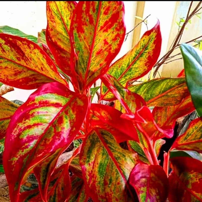 Aglonema red lipstik siam aurora mutasi (Tanaman hias aglaonema red lipstik siam aurora merah merona