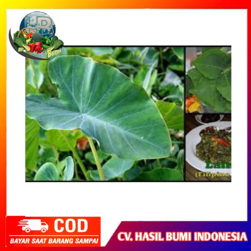 

Daun talas Bogor/ fresh murah / bungkus buntil / masakan buntil