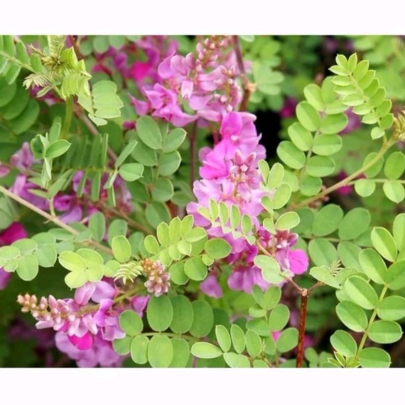 Bibit Tanaman Indigofera, Tanaman Pakan Ternak Siap Tanam