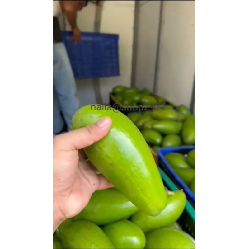 

Buah alpukat siger 1/sibatu super jumbo glowing mulus sagat valid 100%