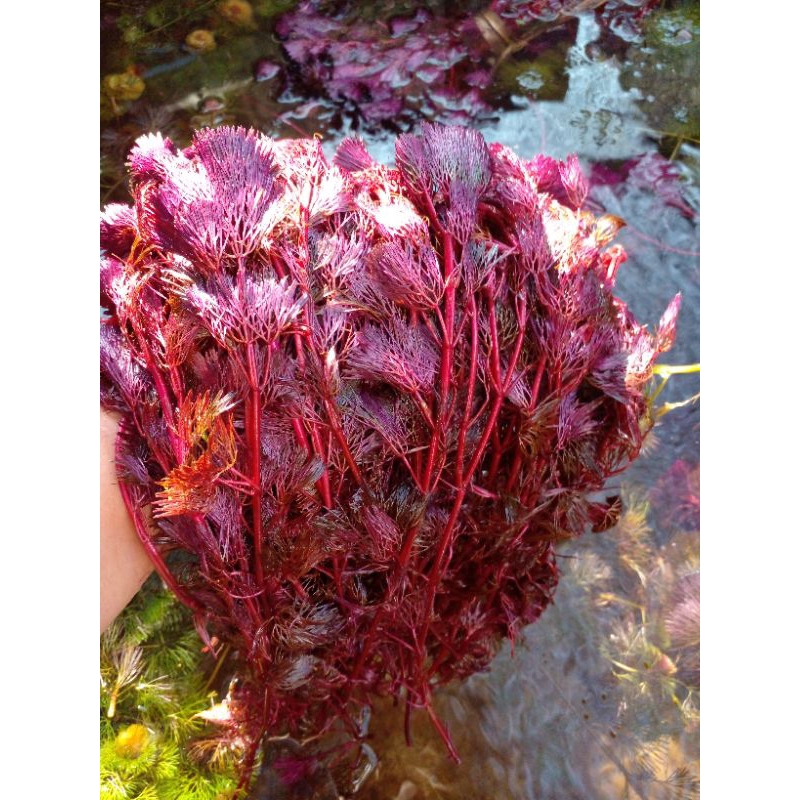 Cabomba Super Red Tanaman Aquascape Per Batang