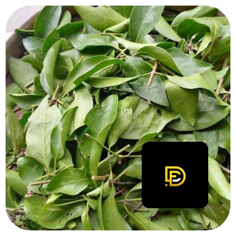 

Benalu sirsak segar basah petik langsung 500 gram fresh-az