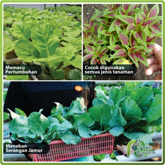 Pupuk Kalsium Nitrat Boron Untuk Pembentukan Bunga Tunas &amp; Buah 100gr PG SBY