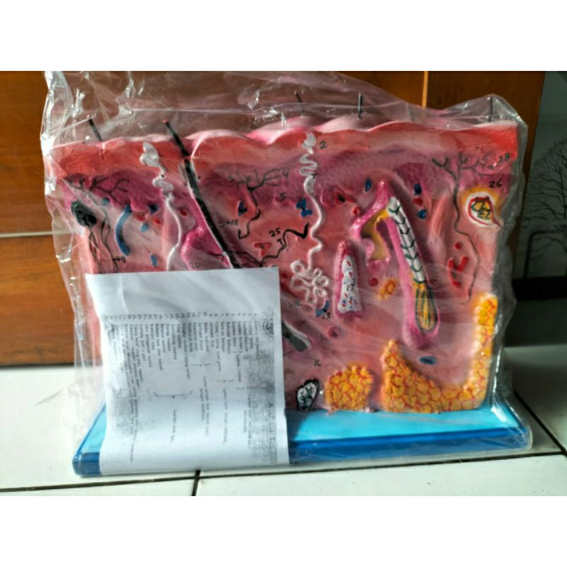 

Alat peraga pendidikan torso kulit