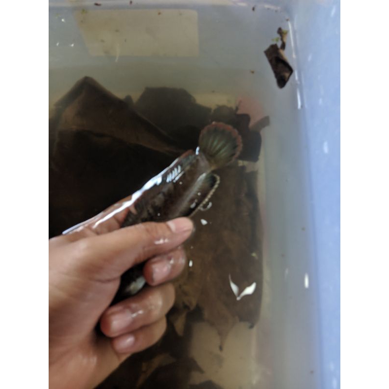 Limbata Wc Lawu Jumbo Bahan Pair