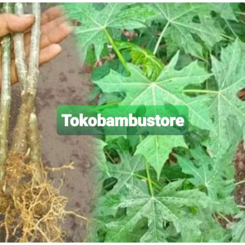 

Akar pepaya jepang akar gedi 400 gram segar-az