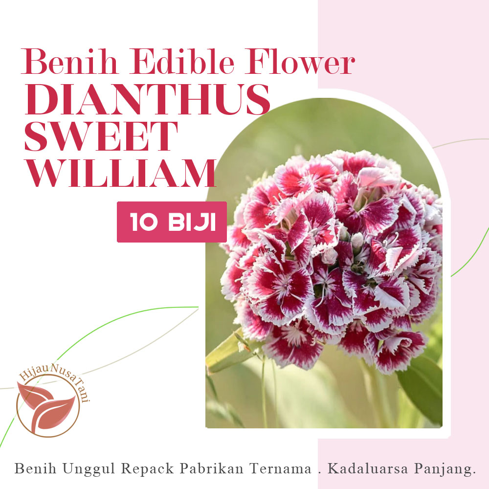 BENIH BUNGA SWEET WILLIAM DIANTHUS [10 biji] Edible Flower Bunga Bisa Dikonsumsi / Edibel - Repack E