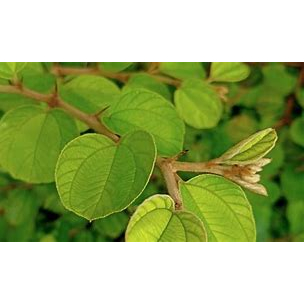 

Daun Bidara