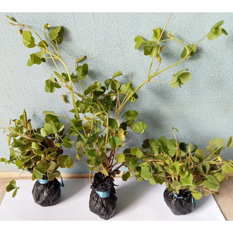 Jual Bibit Semanggi Gunung