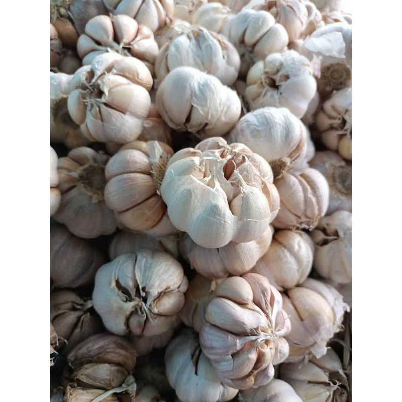 

Bawang Putih