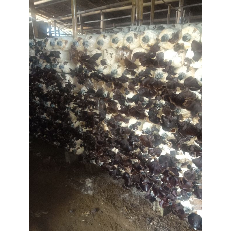 

JAMUR KUPING KERING