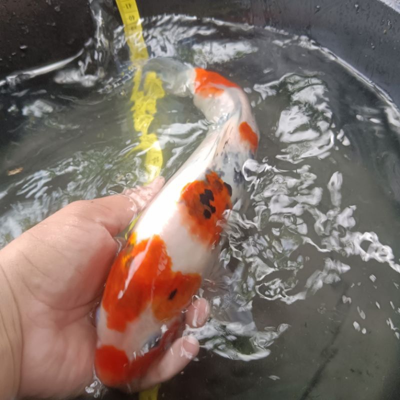 

IKAN KOI SANKE BLITAR