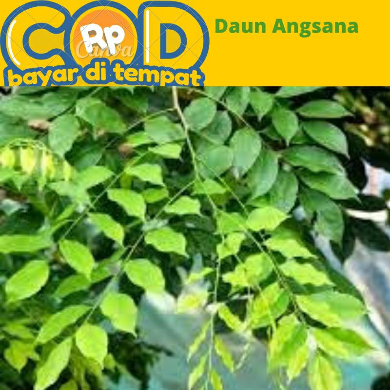 

daun Angsana segar di petik saat di pesan 250 gram