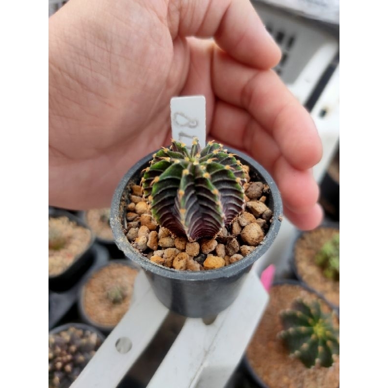 Kaktus Gymnocalycium-Gymno LB 2178 (Original)