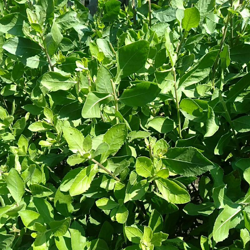 

Herba Daun Beluntas segar