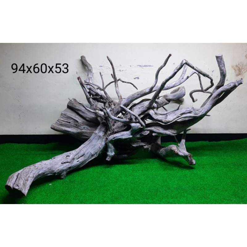 Bonggol Santigi Laut Besar - Kayu Tenggelam - Aquascape - Channa - 94x60x53