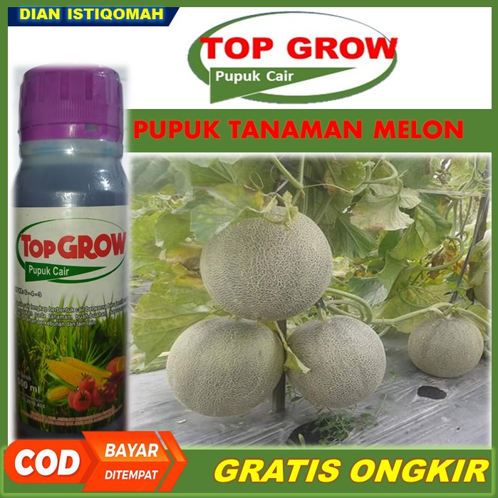TOP GROW Pelebat Buah Melon Terbaik Tahan di Musim Hujan - Pupuk NPK Cair Pelebat Melon, Pupuk Organ