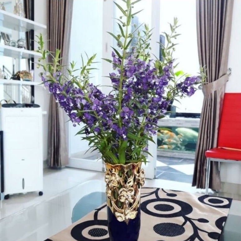PROMO! Bunga Lavender Asli Pengusir Nyamuk / Tanaman Hias Lavender Bunga Ungu & Putih Tanaman Hidup 