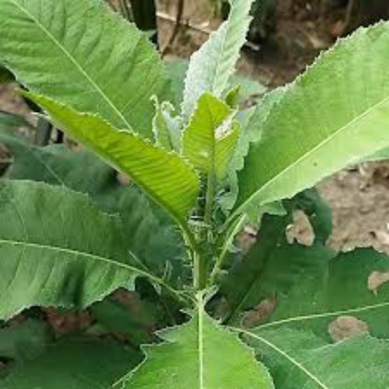 

Daun Sembung Segar Perlembar