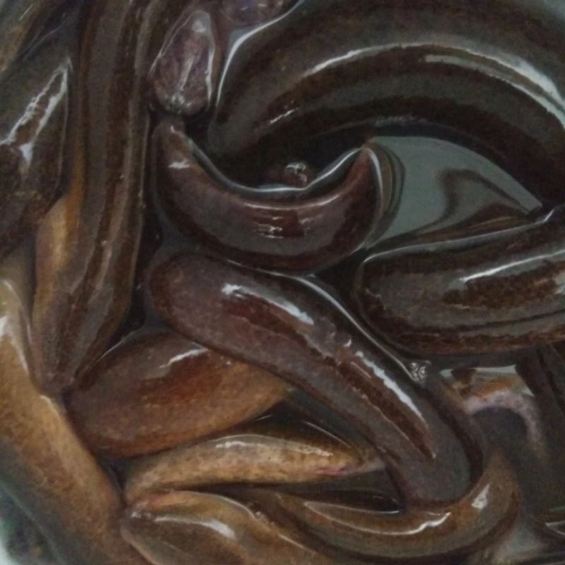 Belut segar