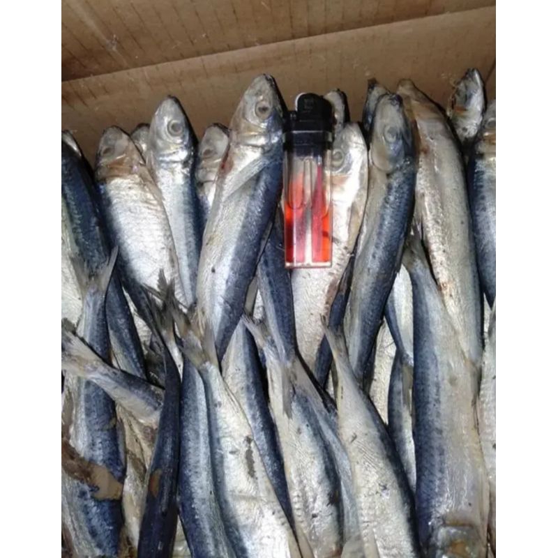 

ikan asin japu Siro ikan asin japuh kualitas super harga murmer