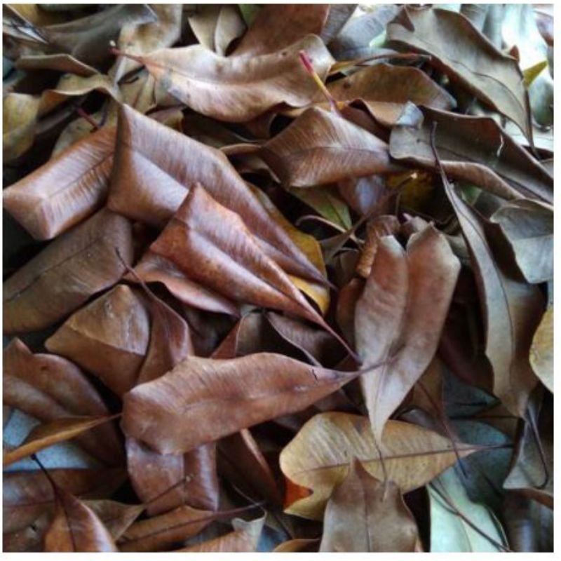 

daun cengkeh 1 kg obat herbal