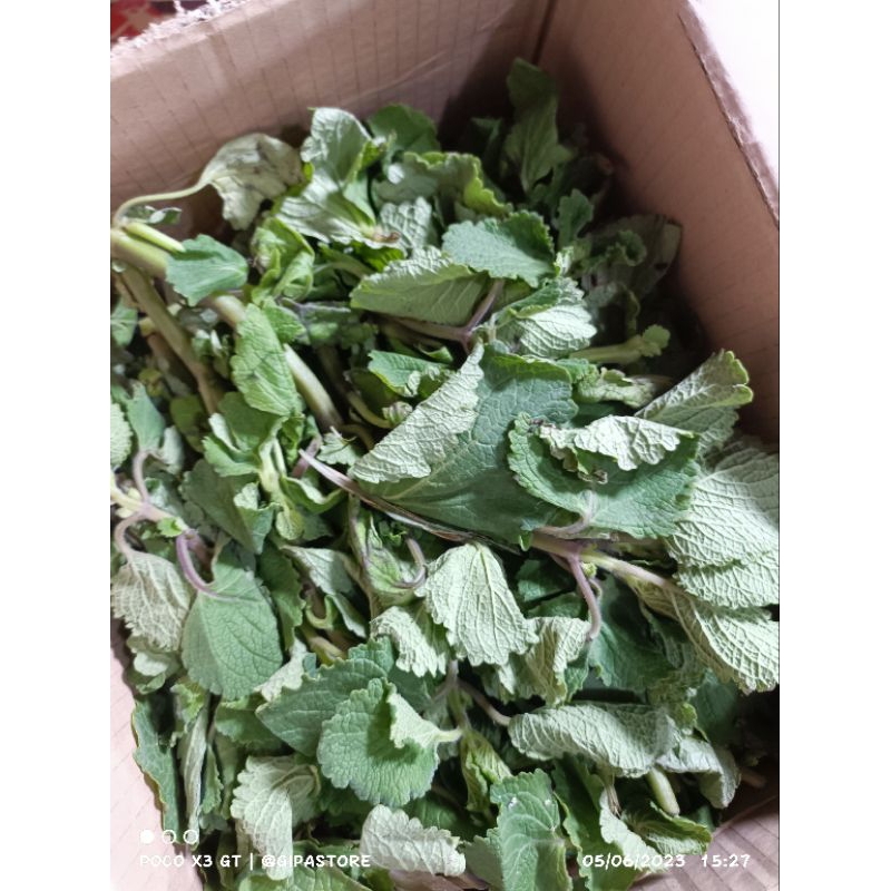 

Daun Bangun Bangun / Daun terbangun Segar 1kg instan/sameday